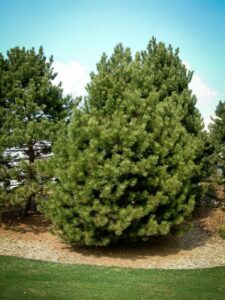 Сосна Чёрная (Pinus Nigra) купить по цене от 270.00р. в интернет-магазине «Посадика» с доставкой почтой в в Саянске и по всей России – [изображение №1].