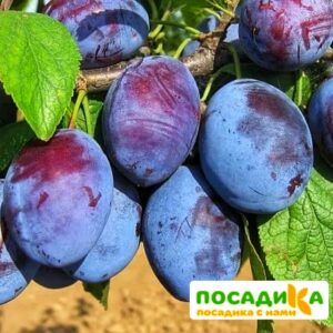 Слива Чачакская ранняя купить по цене от 229.00р. в интернет-магазине «Посадика» с доставкой почтой в в Саянске и по всей России – [изображение №1].