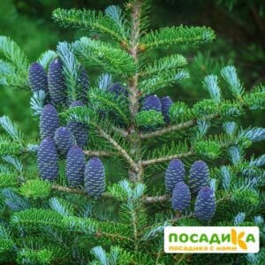 Пихта корейская (Abies koreana) купить по цене от 450.00р. в интернет-магазине «Посадика» с доставкой почтой в в Саянске и по всей России – [изображение №1].