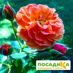 Роза Арабия купить по цене от 350.00р. в интернет-магазине «Посадика» с доставкой почтой в в Саянске и по всей России – [изображение №1].