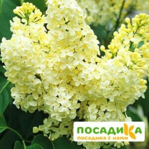 Сирень Примроуз (Primrose) купить по цене от 529.00р. в интернет-магазине «Посадика» с доставкой почтой в в Саянске и по всей России – [изображение №1].