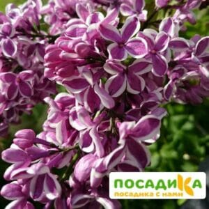 Сирень Сенсация купить по цене от 529.00р. в интернет-магазине «Посадика» с доставкой почтой в в Саянске и по всей России – [изображение №1].