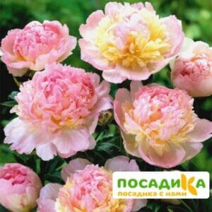 Пион Распберри Сандей (Paeonia Raspberry Sundae) купить по цене от 959р. в интернет-магазине «Посадика» с доставкой почтой в в Саянске и по всей России – [изображение №1].