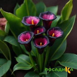 Калла Аура Лейс купить по цене от 400р. в интернет-магазине «Посадика» с доставкой почтой в в Саянске и по всей России – [изображение №1].
