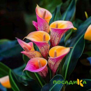 Калла Оникс купить по цене от 450р. в интернет-магазине «Посадика» с доставкой почтой в в Саянске и по всей России – [изображение №1].