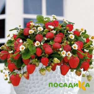 Клубника Рубиновый Шепот (горшечная) купить по цене от 240р. в интернет-магазине «Посадика» с доставкой почтой в в Саянске и по всей России – [изображение №1].