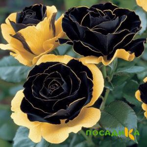 Роза Ханни Сикл купить по цене от 700р. в интернет-магазине «Посадика» с доставкой почтой в в Саянске и по всей России – [изображение №1].