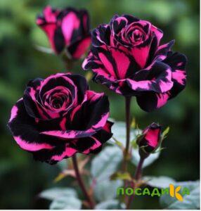 Роза Багровый Шепот купить по цене от 366р. в интернет-магазине «Посадика» с доставкой почтой в в Саянске и по всей России – [изображение №1].