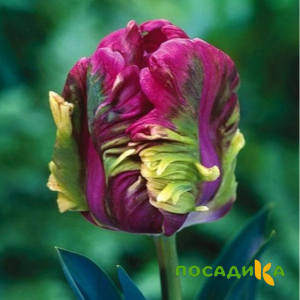 Тюльпан Экзотик Хэвен купить по цене от 186р. в интернет-магазине «Посадика» с доставкой почтой в в Саянске и по всей России – [изображение №1].