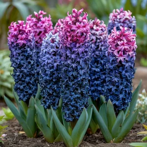 Гиацинт Блю Спринг купить по цене от 2099р. в интернет-магазине «Посадика» с доставкой почтой в в Саянске и по всей России – [изображение №1].