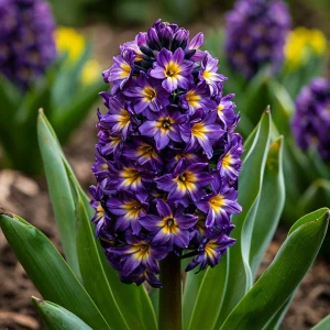 Гиацинт Вельвет Колор купить по цене от 2099р. в интернет-магазине «Посадика» с доставкой почтой в в Саянске и по всей России – [изображение №1].