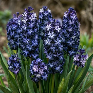 Гиацинт Блум Клауд купить по цене от 2099р. в интернет-магазине «Посадика» с доставкой почтой в в Саянске и по всей России – [изображение №1].