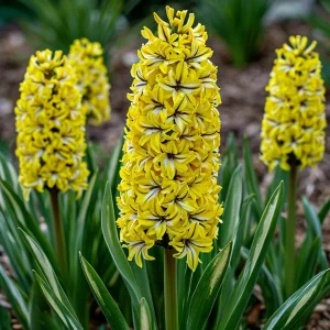 Гиацинт Сансет Голд купить по цене от 2099р. в интернет-магазине «Посадика» с доставкой почтой в в Саянске и по всей России – [изображение №1].