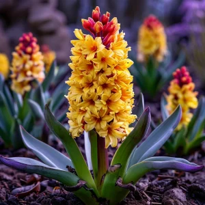 Гиацинт Миднайт Мистери купить по цене от 2099р. в интернет-магазине «Посадика» с доставкой почтой в в Саянске и по всей России – [изображение №1].